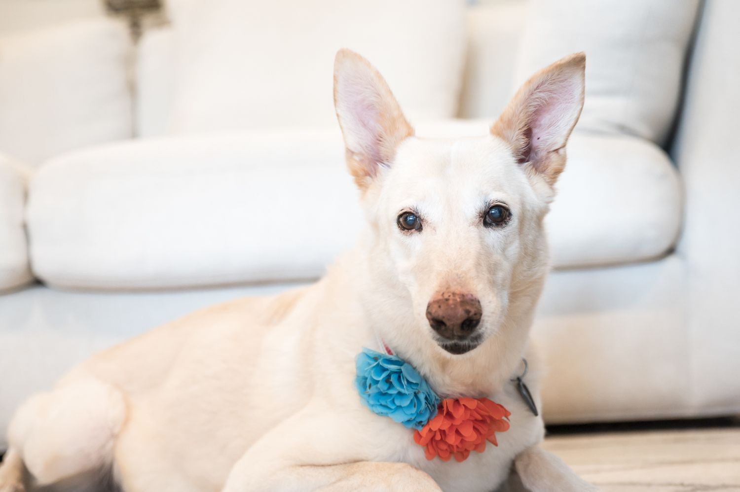 White dog wearing blue and red flower collar accessory resting on light colored couch.