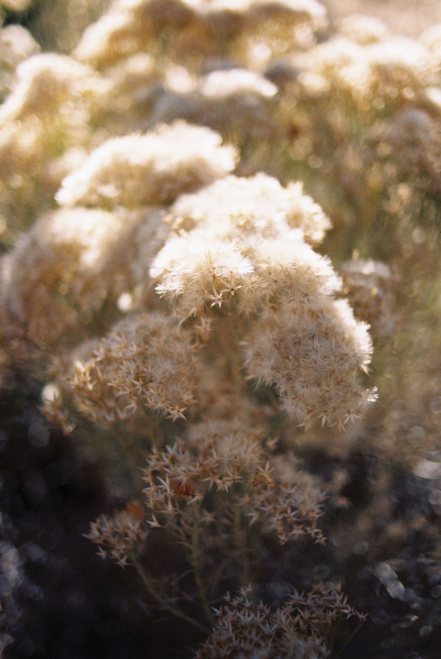 Dried white flowering plant photographed in soft natural lighting.