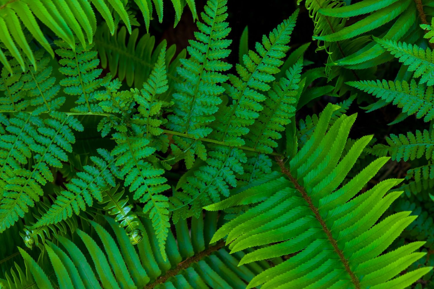 oak and sword ferns in the pacific northwest forest