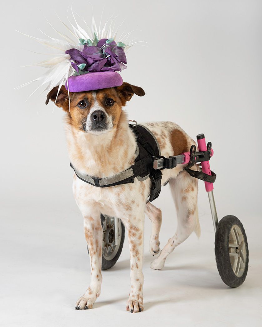 Haute Dogs Calendar Lola's story You and the Dog London dog photographer