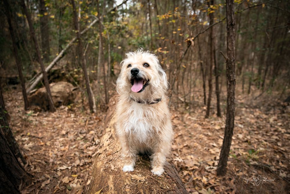 scruffy terrier dog smiling at camera while sitting on a log in the forest