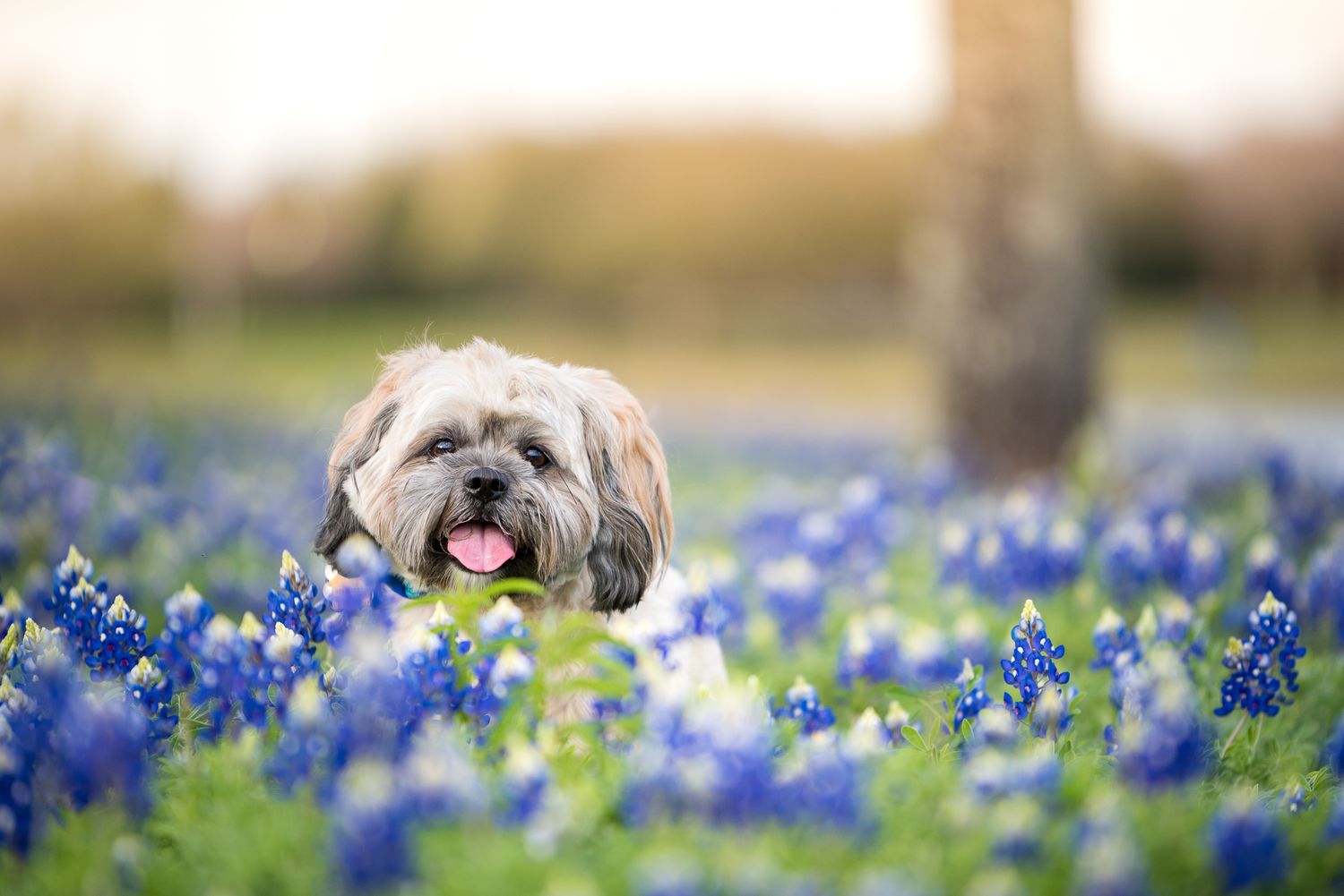 Happy dog sitting among blooming bluebonnets in a Texas field during sunset.