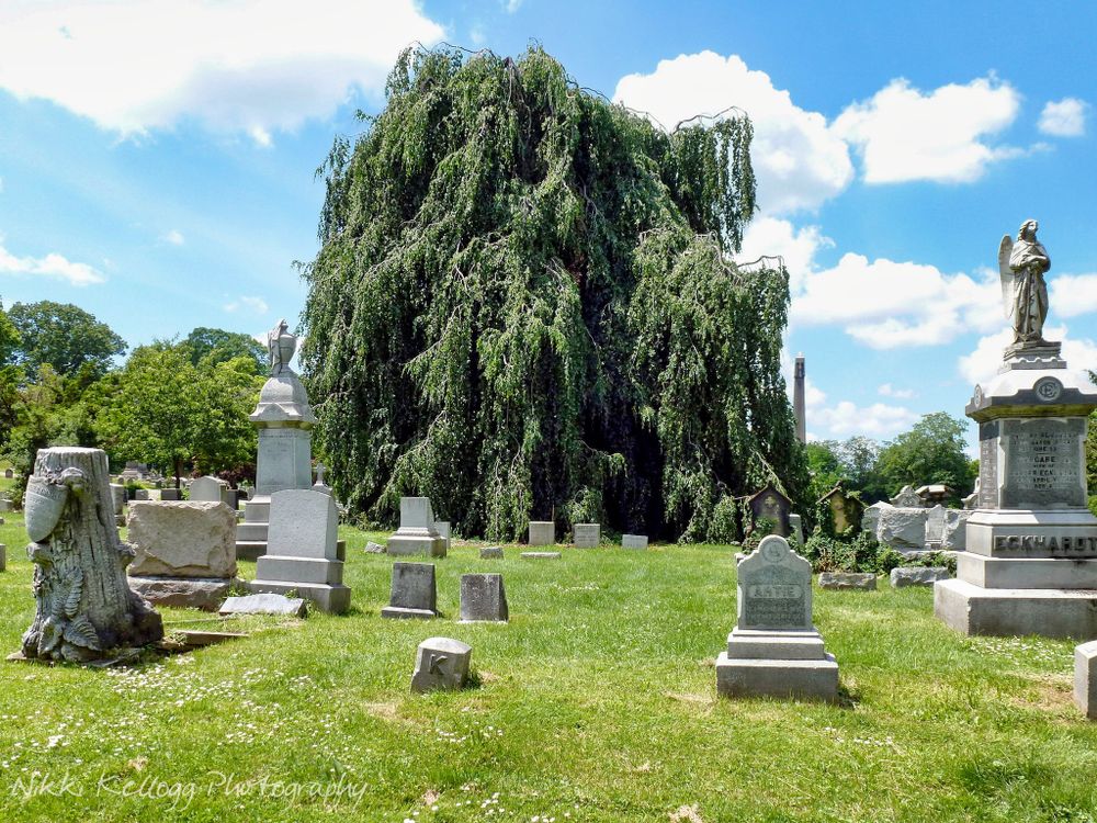 Weeping Willows - Funeral Photography by Nikki Kellogg