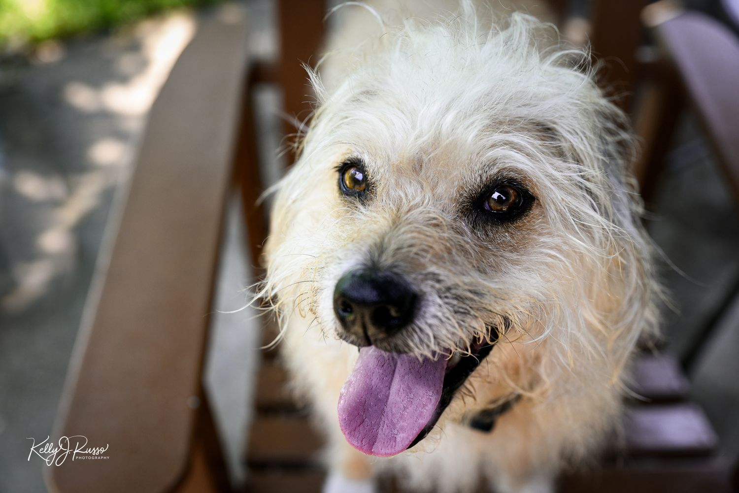 scruffy terrier dog smiling up at camera