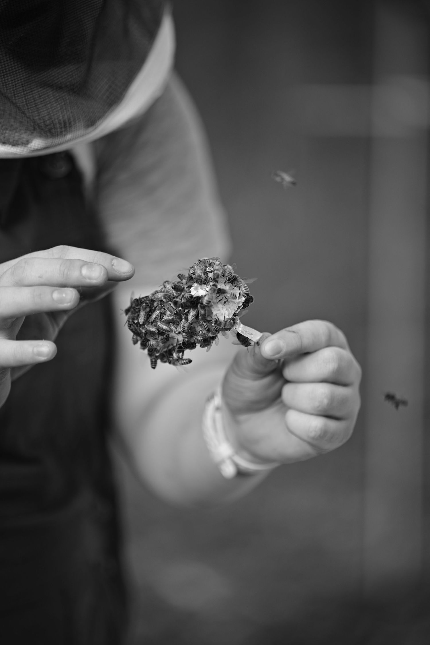 Black and white close-up of hands holding a honeycomb piece with bees flying nearby.