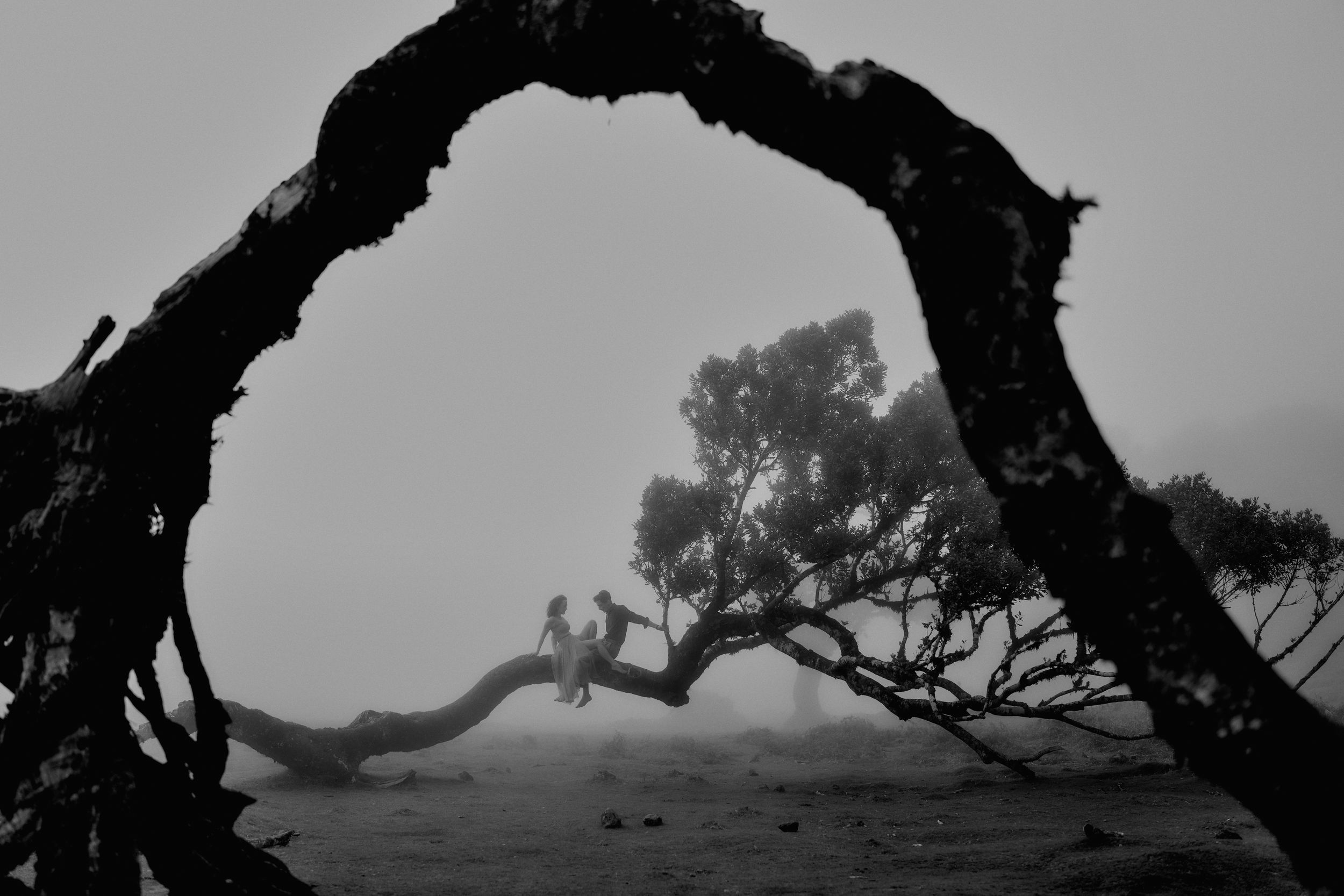 A curved tree branch forms a dramatic natural arch frame over a misty landscape in black and white photography.