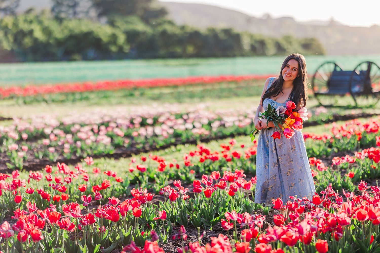 Someone in a blue dress stands among colorful tulip fields on a beautiful spring day at a Underwood Family Farms.
