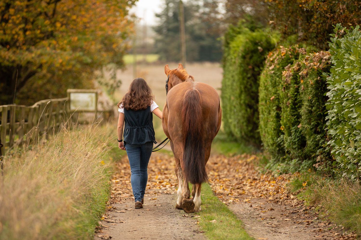A brown horse and handler walking together on an autumn path lined with fallen leaves and evergreen hedges.