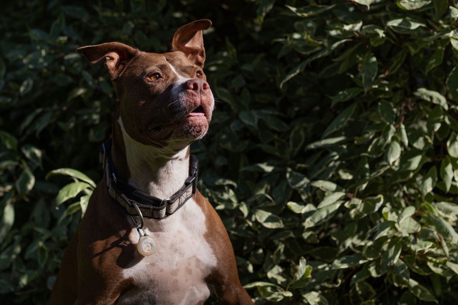 A brown and white pit bull dog with tongue out wearing a collar, standing in front of lush green bushes.