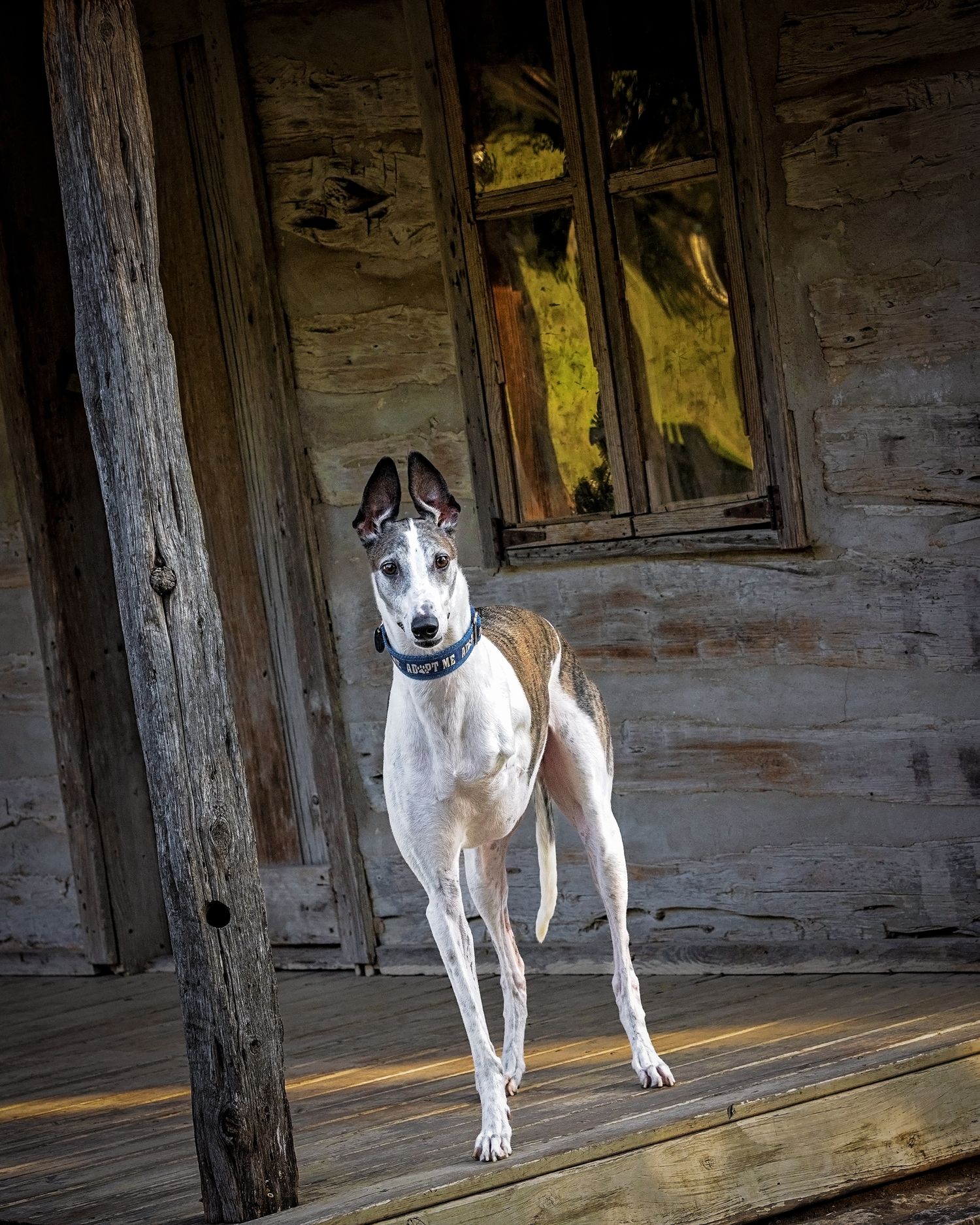A white tripod greyhound with brindle patches stands in dramatic lighting on wooden porch of an historic homestead in Austin, Texas.