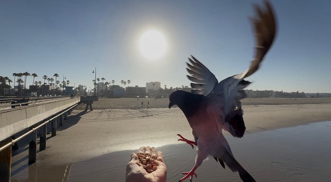 Seagull spreading wings while being fed on pier at sunset.
