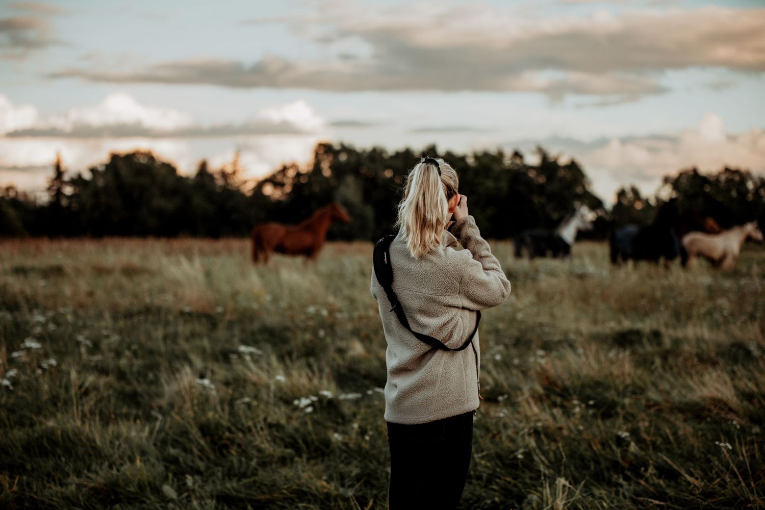 A series of connected images showing horses grazing in a golden field at sunset with silhouetted figures in the distance.