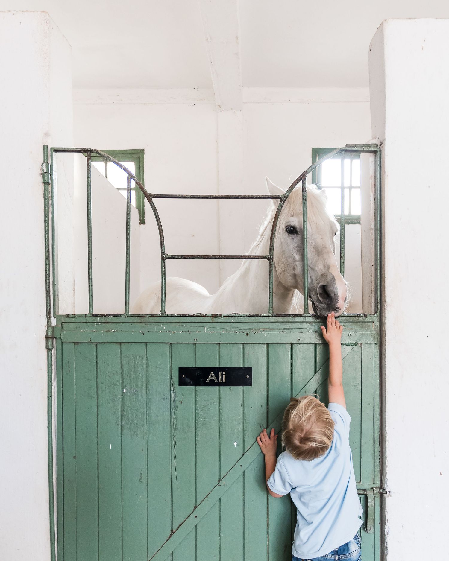 White horse peering over a mint green stable door as a small child reaches up to pet it.