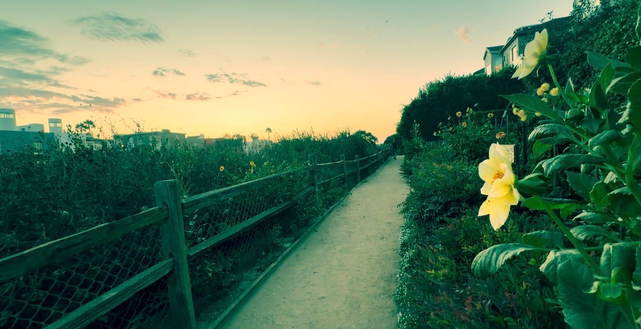 Scenic pathway at sunset lined with yellow flowers and lush greenery beside a wooden fence near coastal homes.