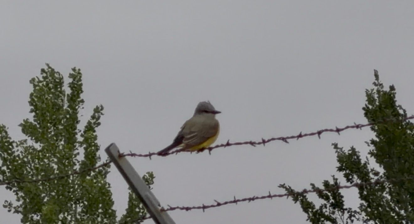 A small yellow and gray bird perched on a barbed wire fence with green trees and overcast sky in background.