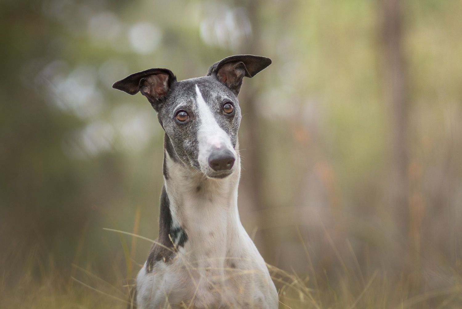 Dog photographer Melbourne photographing a whippet outdoors during a relaxed photography session