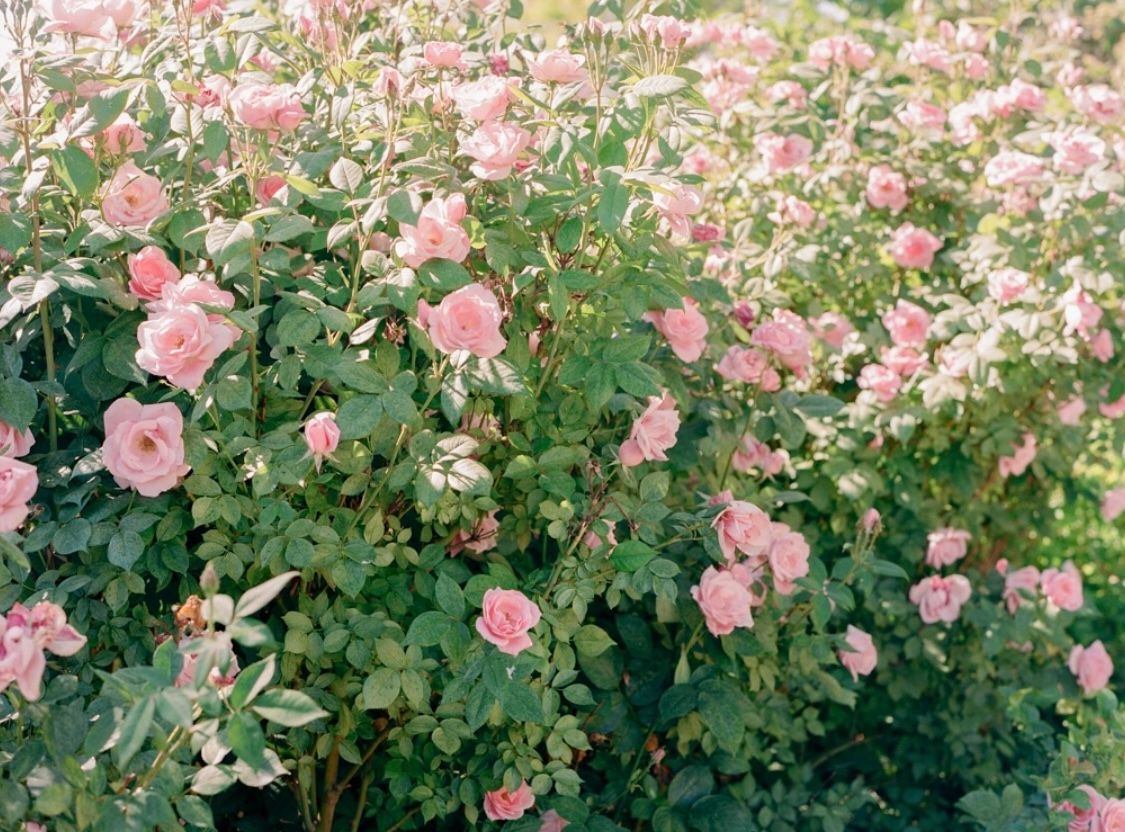 Massive hedge of blooming soft pink roses filling the frame