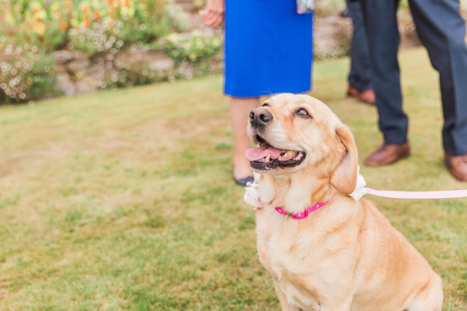 Hayley Elizabeth Photography Dogs at weddings Labrador at Hyde Arundel Herefordshire