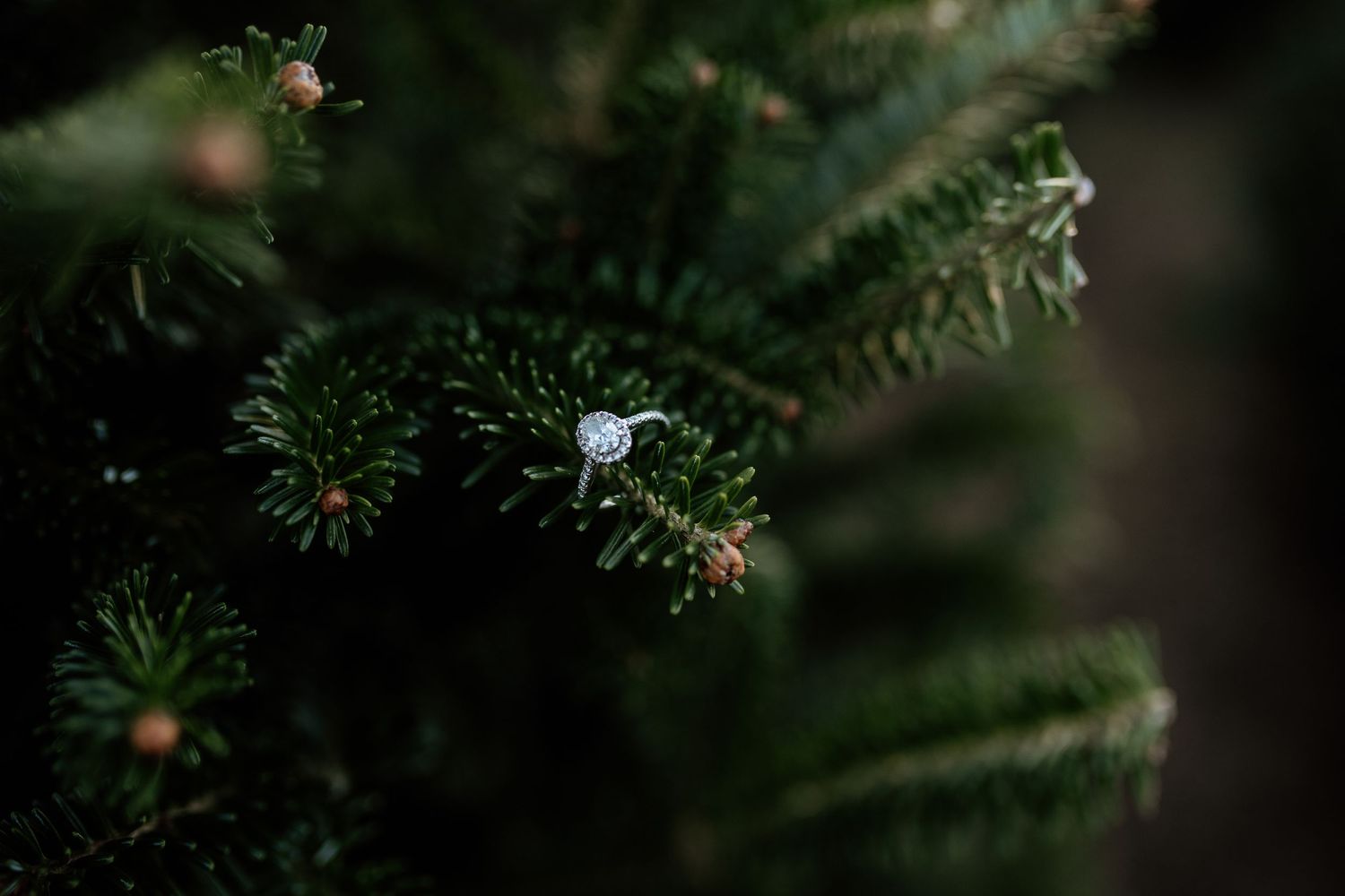 Lafayette, Louisiana based Wedding + Family Photographer