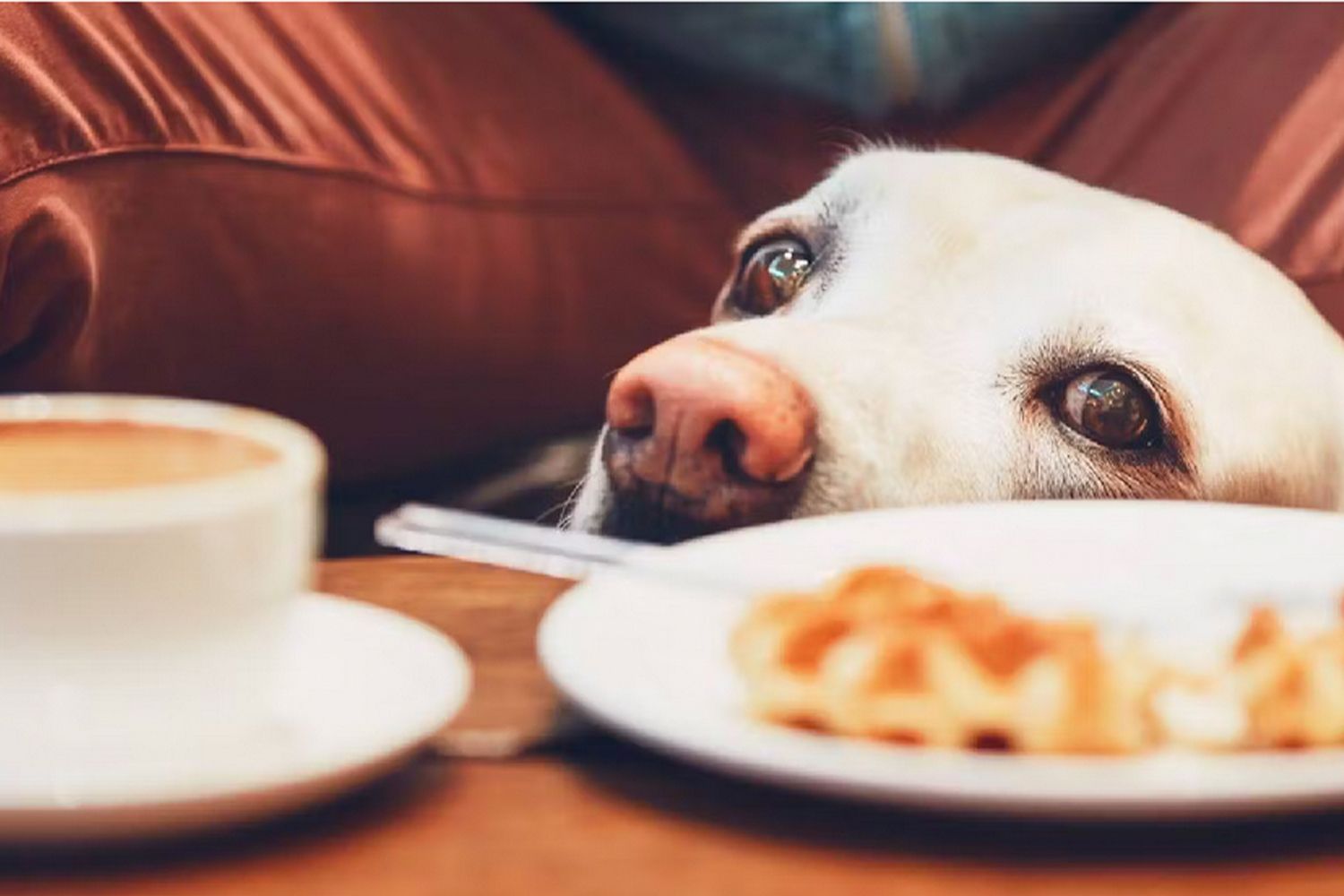 Dogfriendly cafes near me please! Cherish Studios Dog & Owner Photographer London