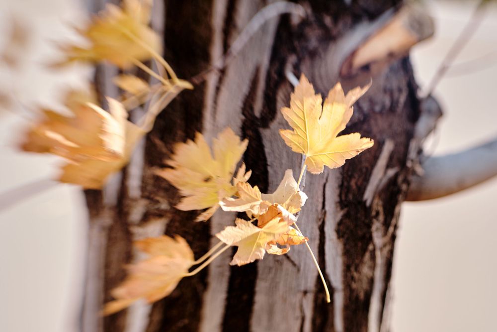 Fujifilm XT5 and XT3with the Lensbaby Sol 45 Lens Review