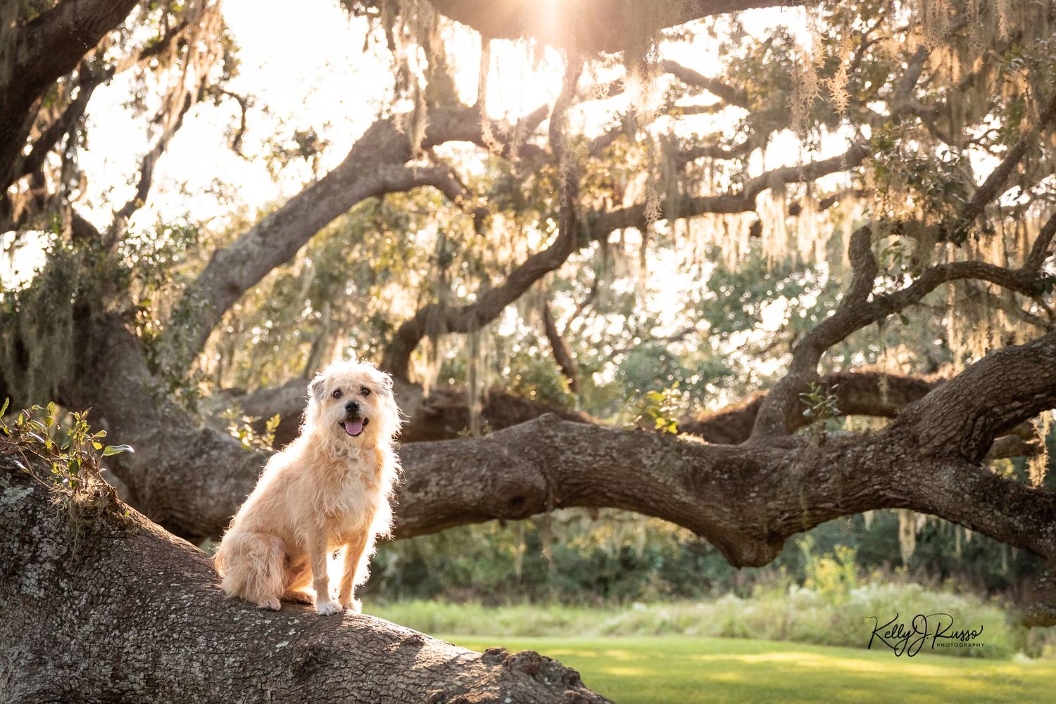 A fluffy white dog sits on a tree branch with Spanish moss at sunset.