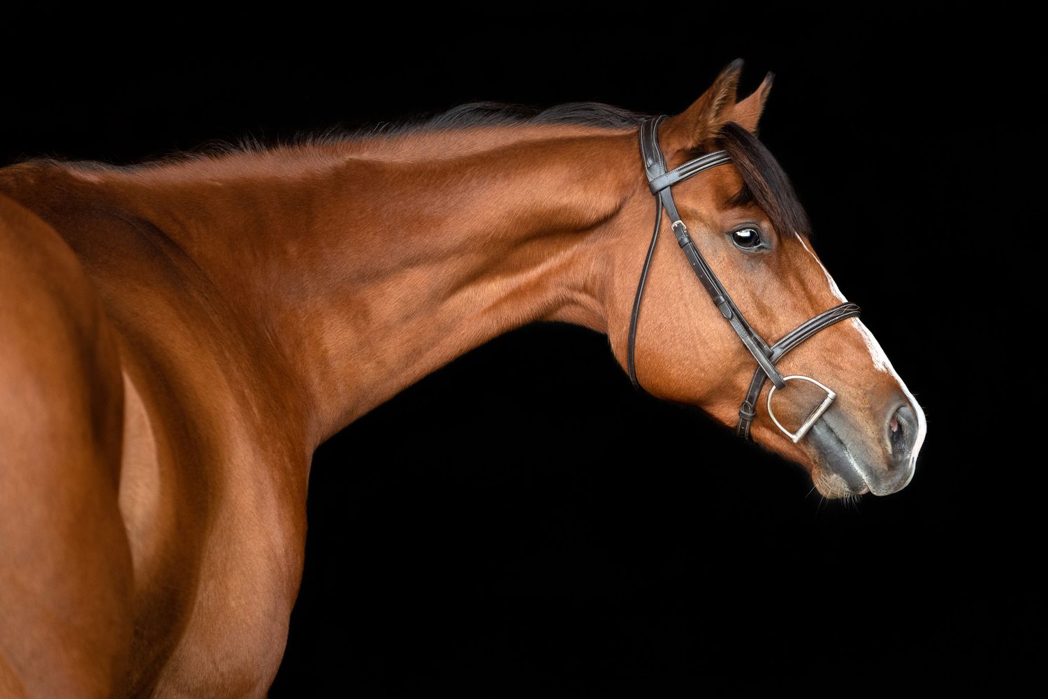 Quarter horse on black background houston texas kelly j. russo photography