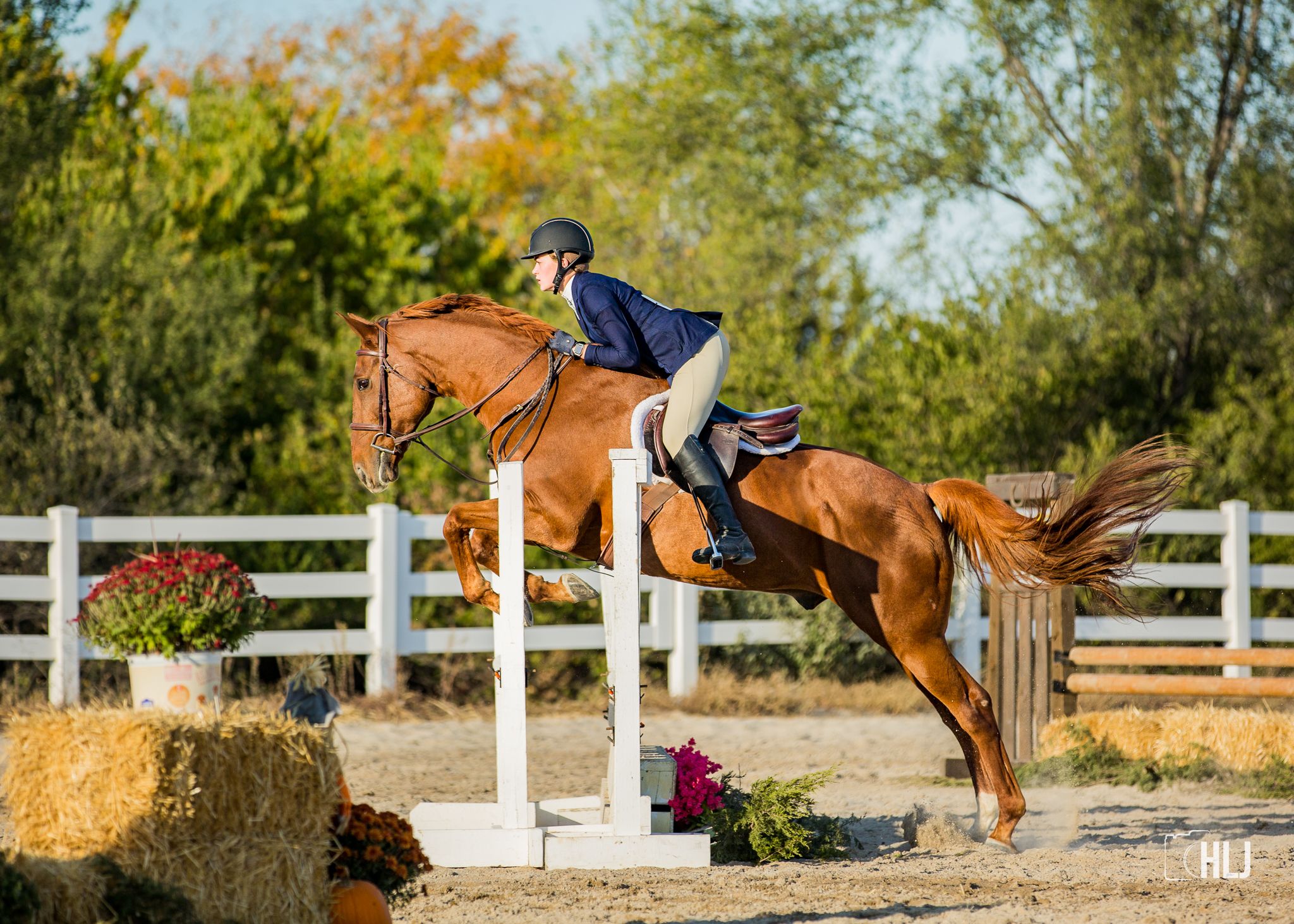 How to be a Horse Show Photographer HLJ Images