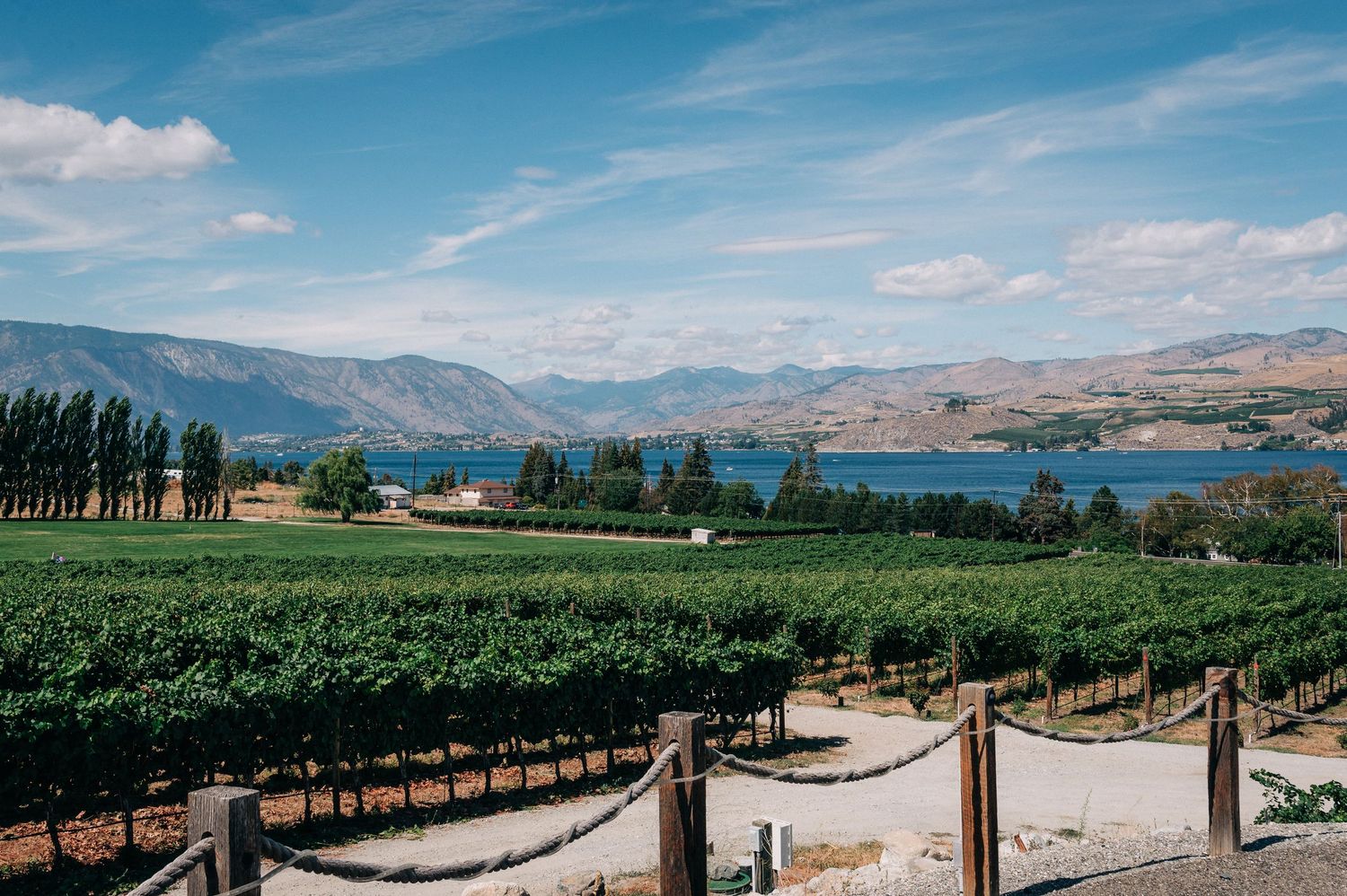 Scenic vineyard landscape with mountains and lake in the background under blue skies.