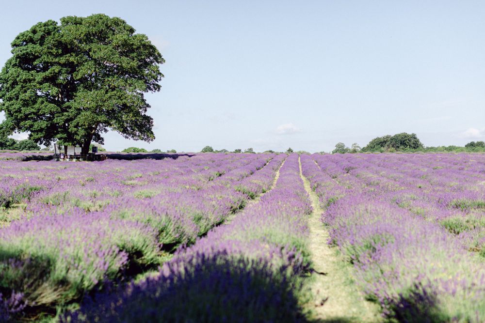 best-lavender-field-near-london-miriam-caterina-wahl-photography