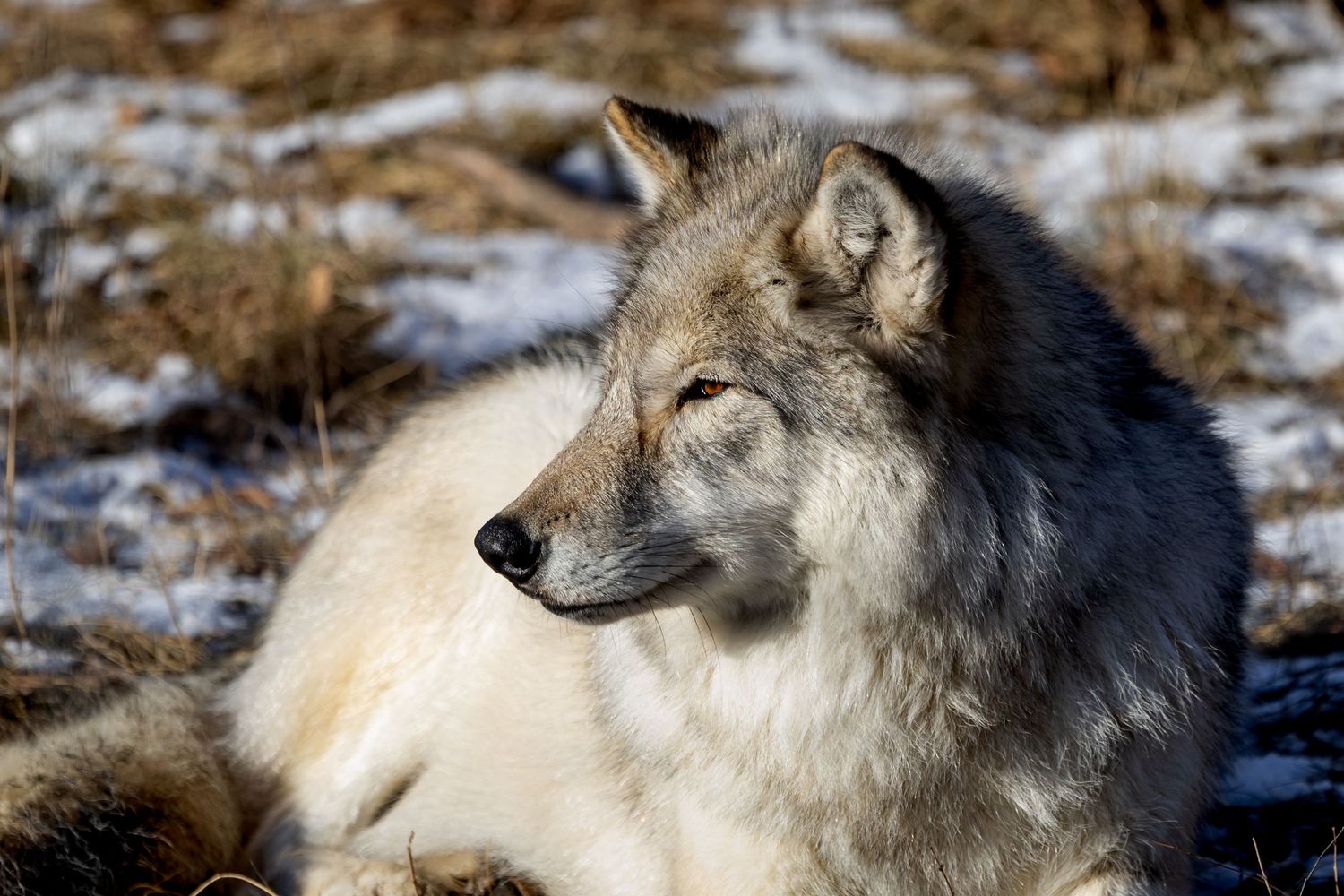 Wolf Dog at Yamnuska Sanctuary