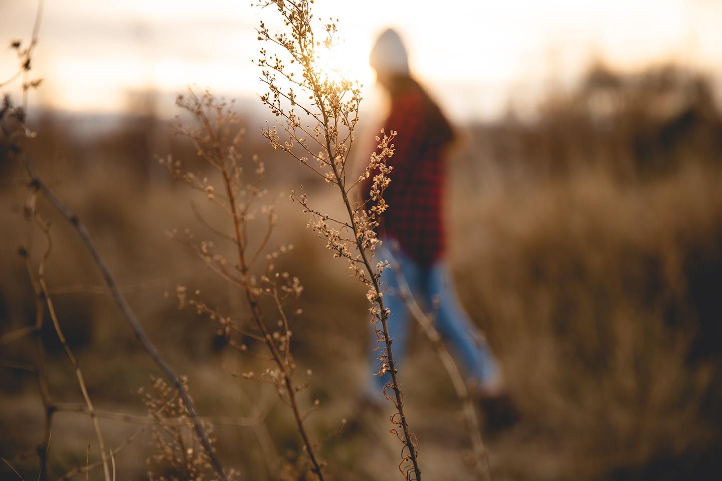 depth of field image with a focused golden plant and a person walking in the background, out of focus