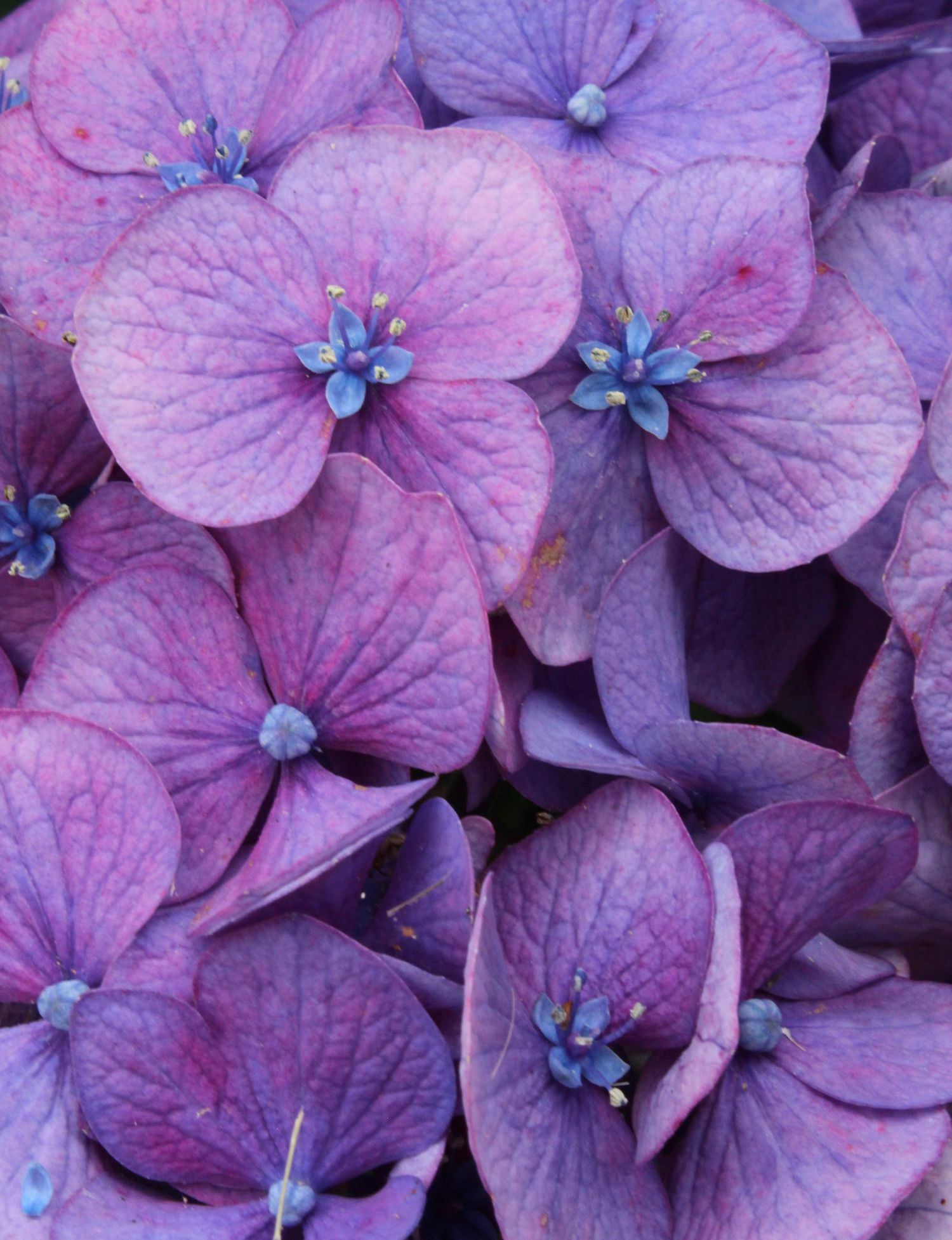 Close-up of purple hydrangea flowers with blue centers creating a beautiful floral pattern.