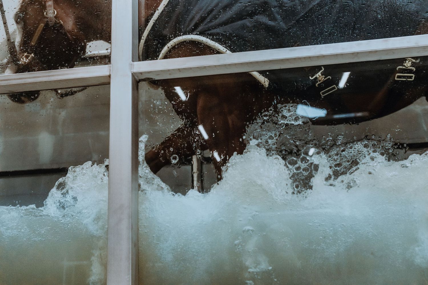 Close-up of a horse drinking from an ice-filled water trough.