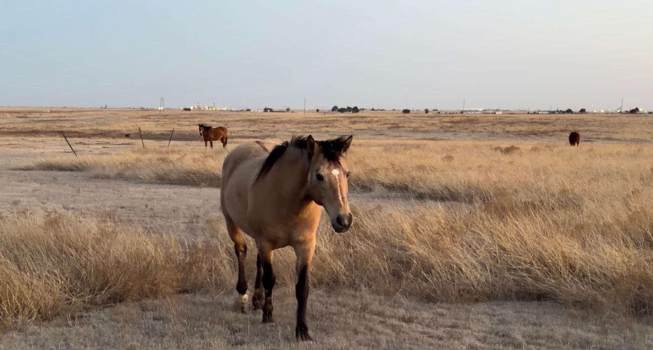 A buckskin horse walks through dry golden grasslands on an open prairie with cattle grazing in the background.