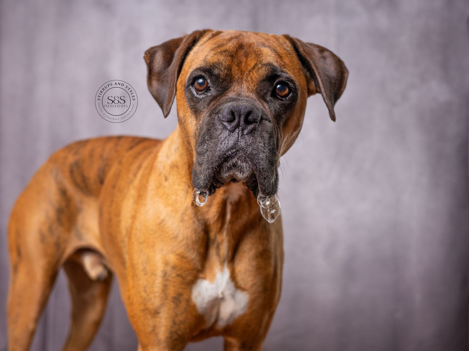 Close-up portrait of a fawn-colored boxer dog with a serious expression against a gray background.