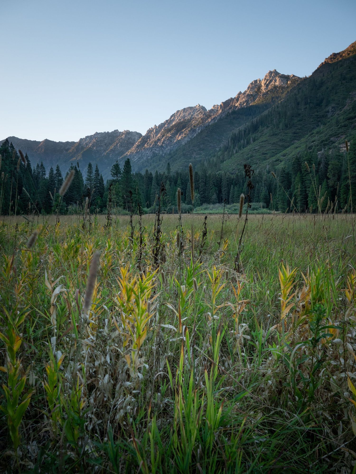 Mountain valley meadow with tall grass and wildflowers framed by rugged peaks.
