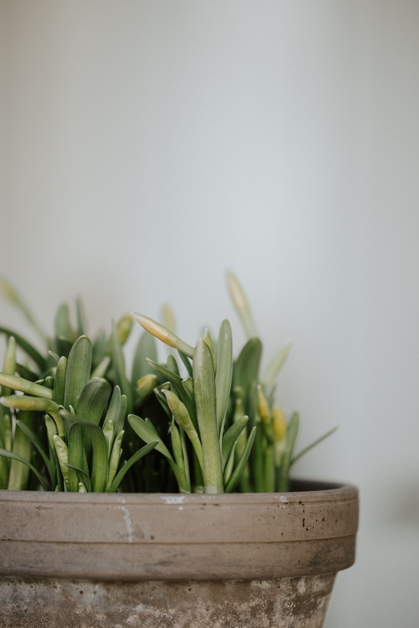 Green sprouts emerging from a weathered clay pot in a minimalist setting against a light gray background.