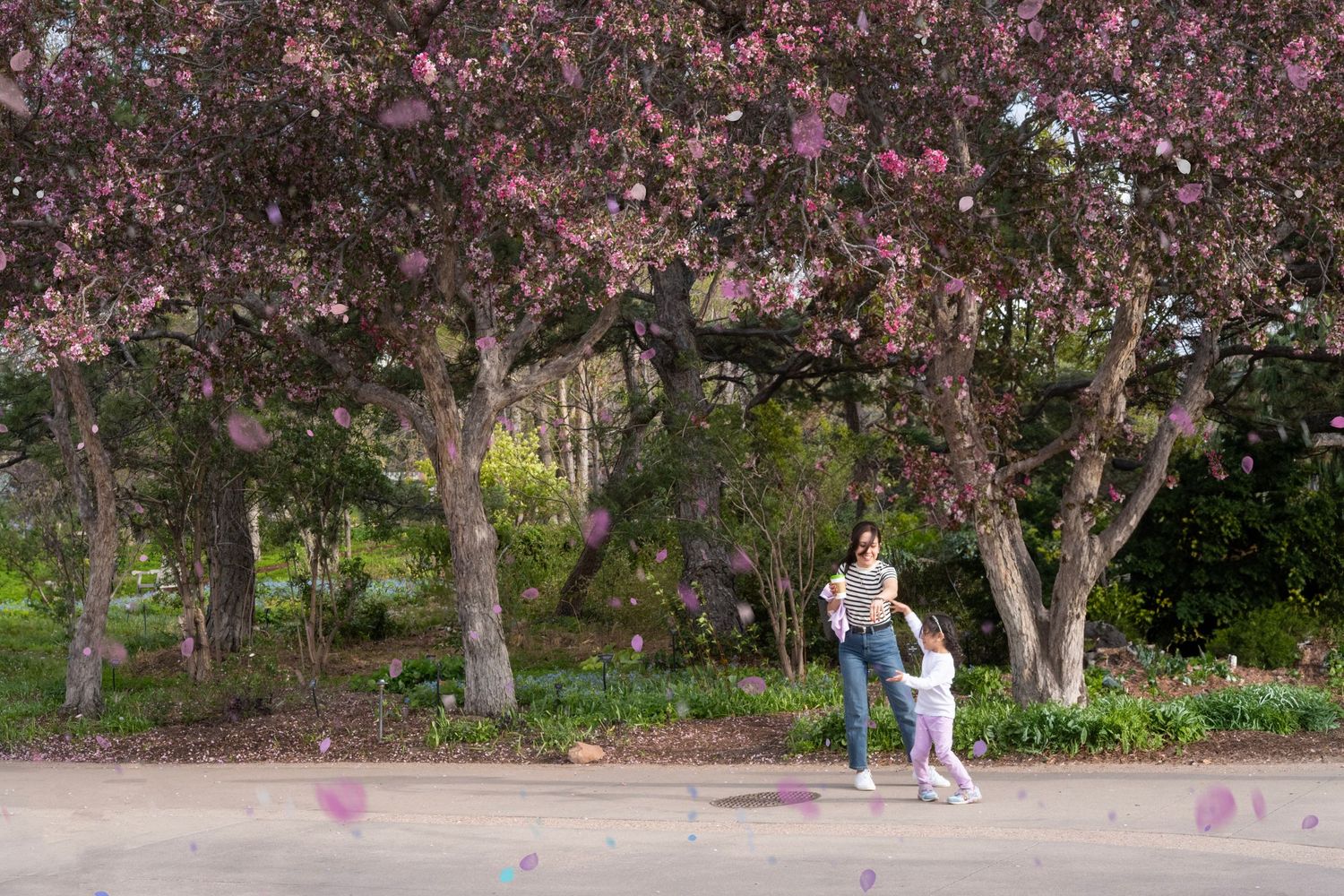 A mother and child walk hand-in-hand beneath blooming pink cherry blossom trees in a lush garden park.