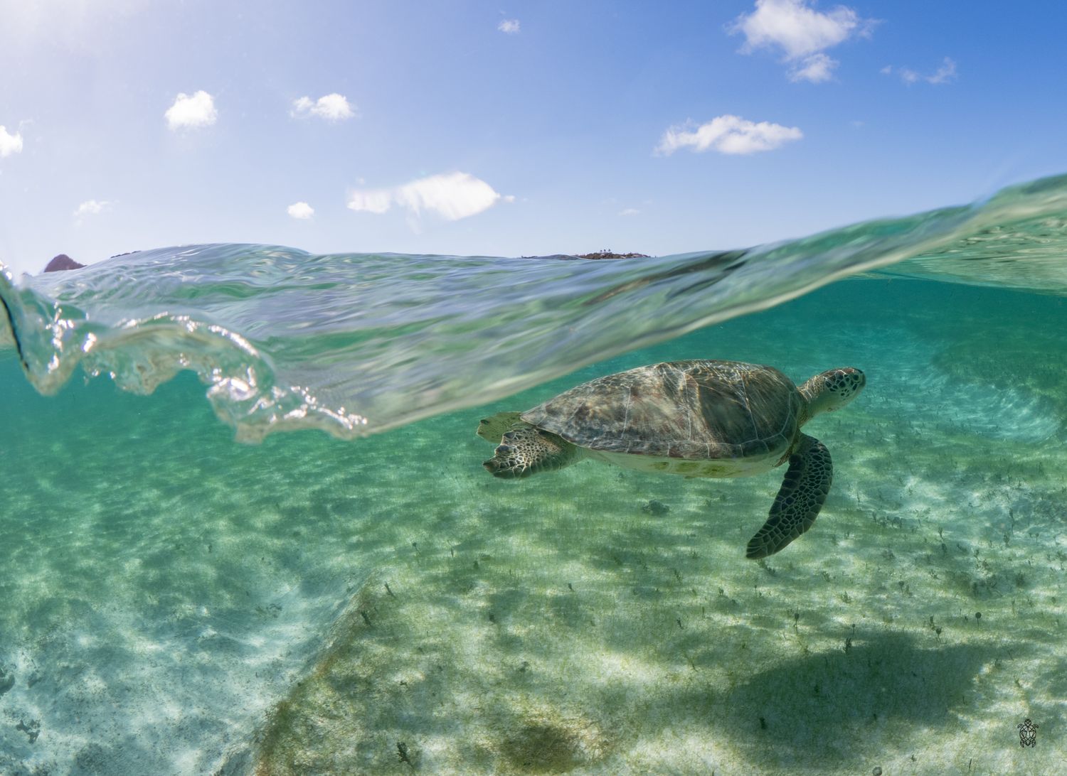 Split-view photo series shows a sea turtle swimming in crystal clear turquoise waters near a tropical shoreline.