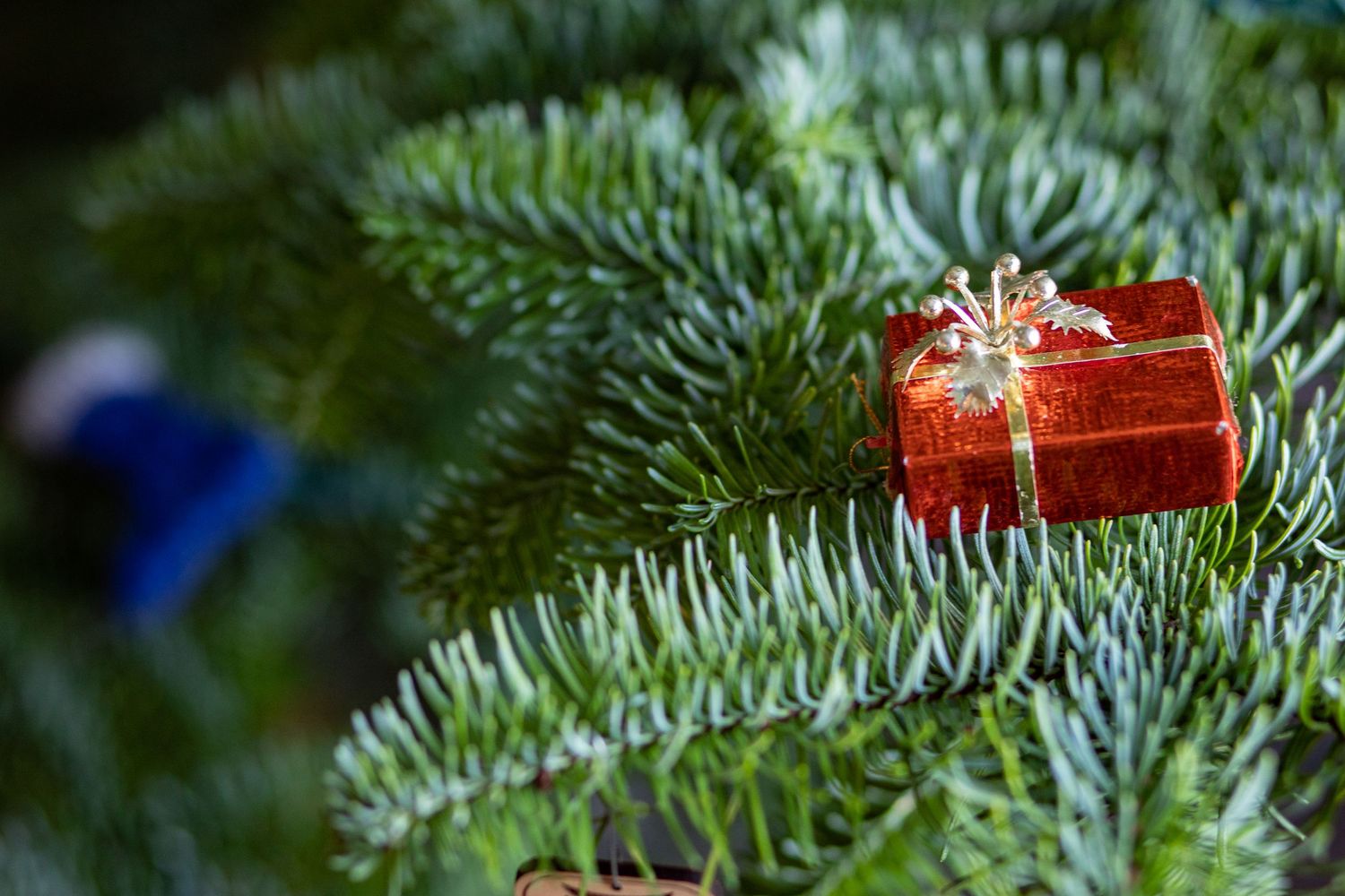 Green acorn ornament on a tree branch