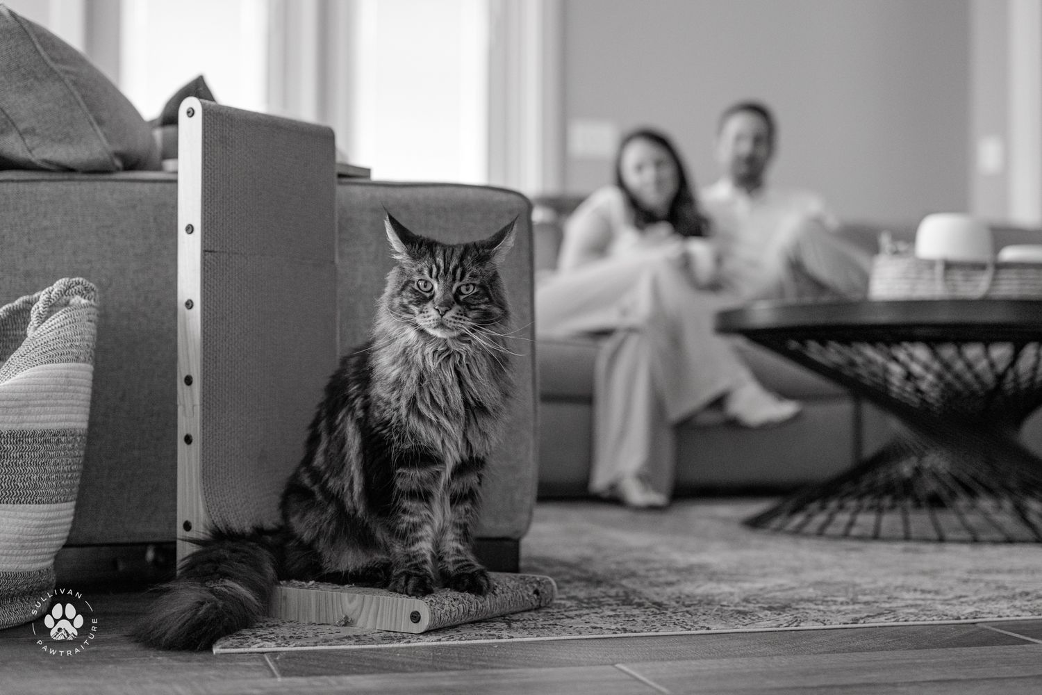 Six black and white film photographs of a domestic cat in various poses and settings around a home.