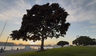 Large silhouetted oak tree against sunset sky by waterfront park.