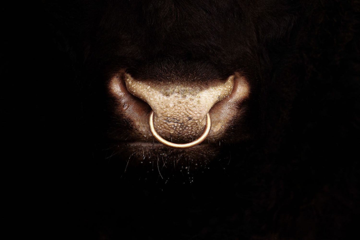 fine art print of a bull nose with ring