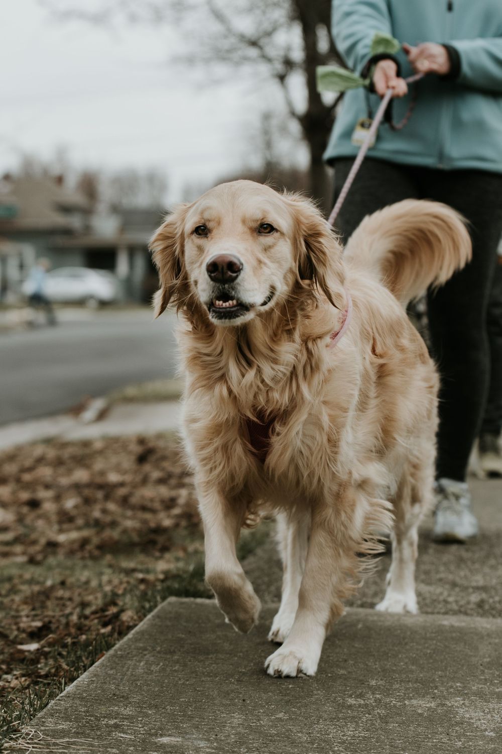 kona leash dog model