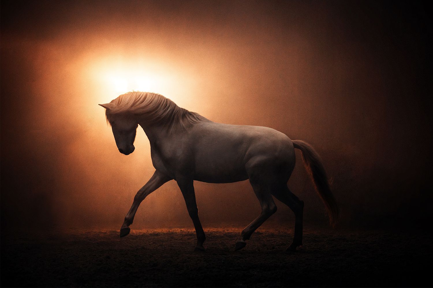 Brown horse in elegant pose captured in studio with warm dramatic lighting.