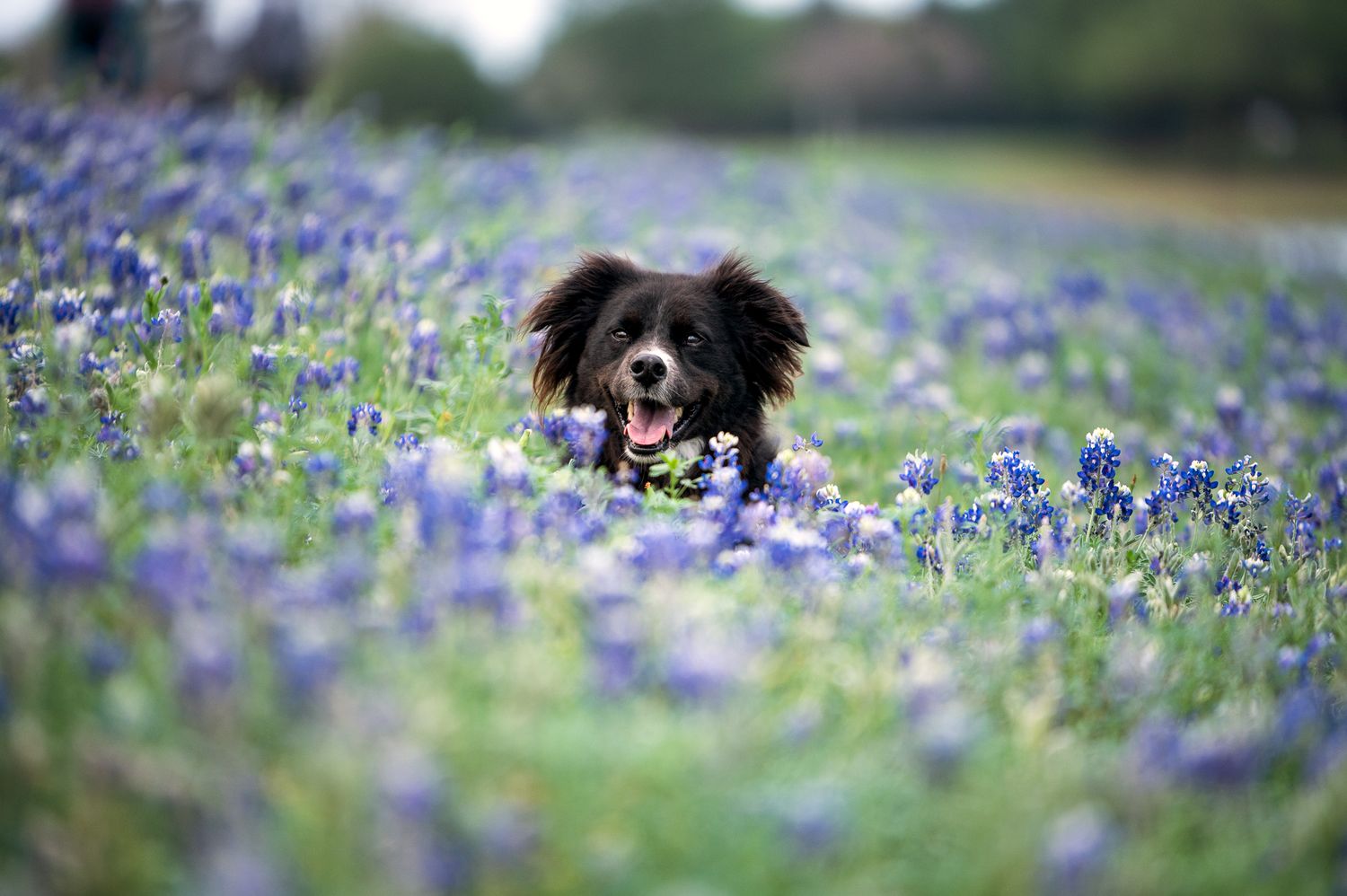 black and white border collie dog in field of Texas bluebonnets