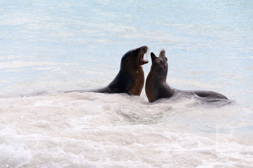 Galapagos Sea Lions on Espanola Island in Ecuador with Leah Ramuglia Photography