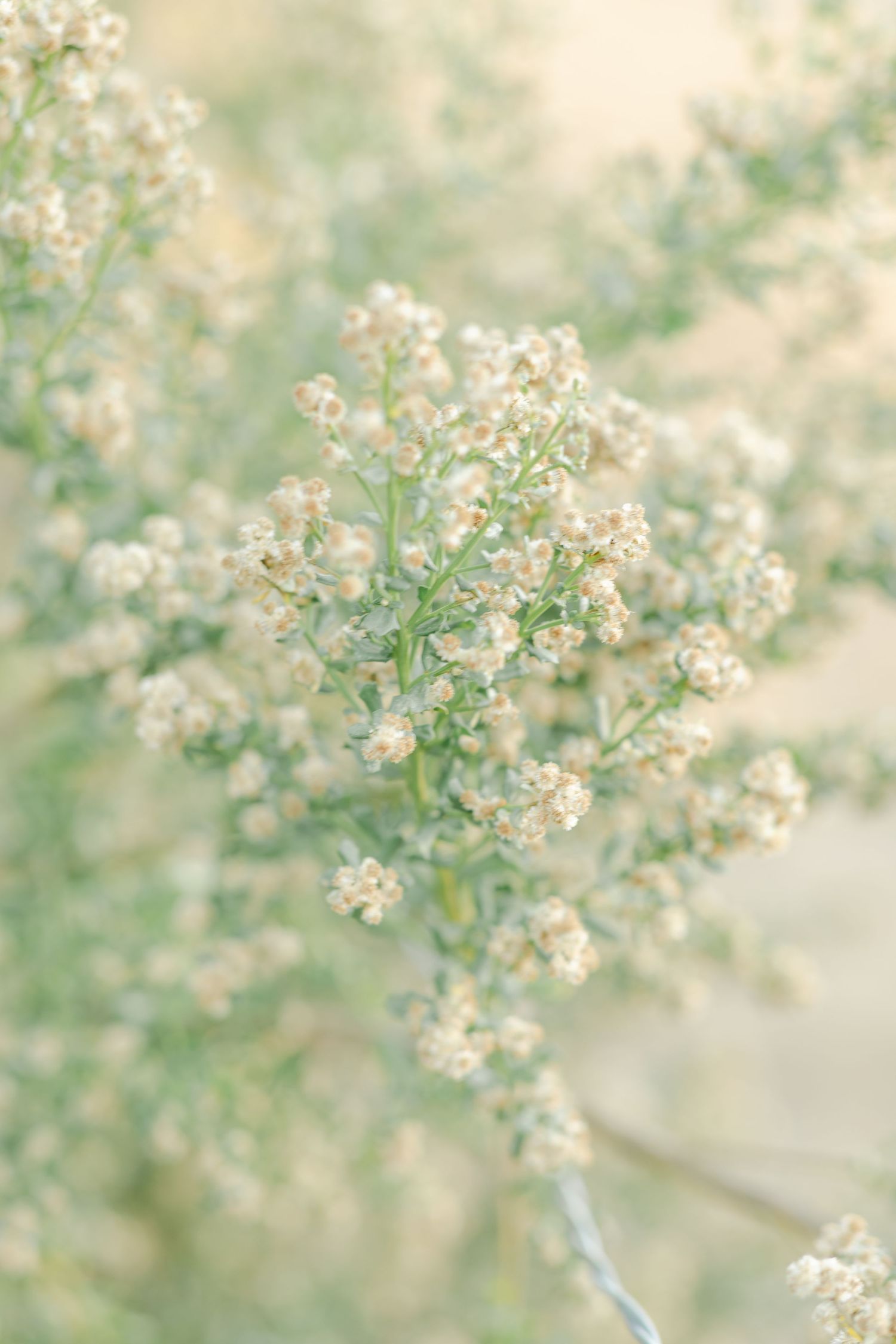 Delicate white wildflowers in soft focus with a dreamy, ethereal quality.