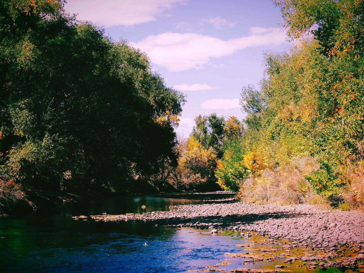 Looking up the Poudre River in Fort Collins as the water reflects the fall foliage and the gorgeous blue sky
